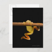 Carte Postale Grenouille marécageuse (Limnonectes Leytensis) (Devant / Derrière)