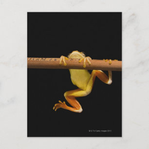 Carte Postale Grenouille marécageuse (Limnonectes Leytensis)