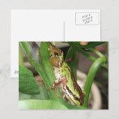 Carte Postale Grenouille mouchetée dans le Plante poivre (Devant / Derrière)
