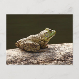 Carte Postale Grenouille mugissante américaine