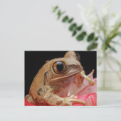 Carte Postale Grenouille mûre sur la fleur (Debout devant)
