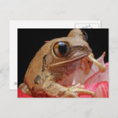 Carte Postale Grenouille mûre sur la fleur (Devant / Derrière)