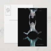 Carte Postale Grenouille nageuse (Devant / Derrière)