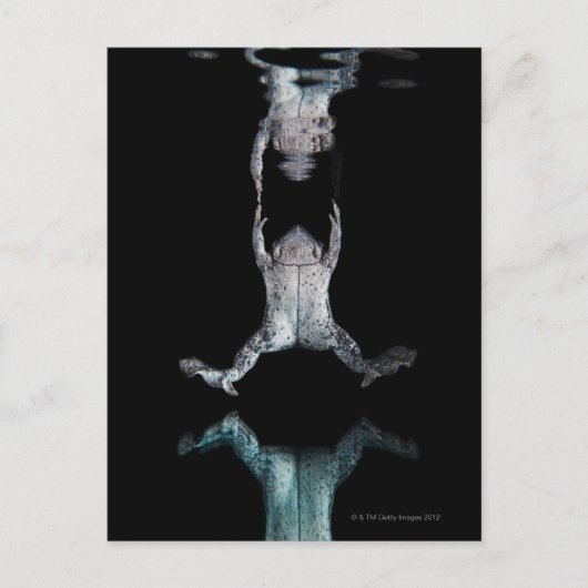 Carte Postale Grenouille nageuse (Devant)