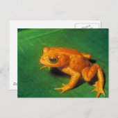 Carte Postale Grenouille orange (Devant / Derrière)