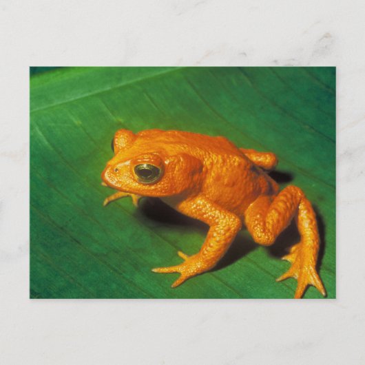 Carte Postale Grenouille orange (Devant)