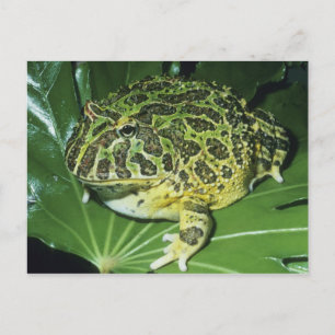 Carte Postale Grenouille ornée, (Ceratophrys ornata),