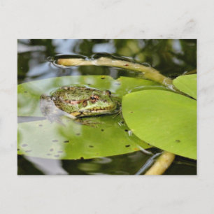 Carte Postale Grenouille sur l'eau Lily feuille