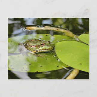 Carte Postale Grenouille sur l'eau Lily feuille