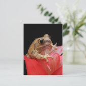 Carte Postale Grenouille sur une fleur rouge (Debout devant)