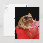 Carte Postale Grenouille sur une fleur rouge (Devant / Derrière)