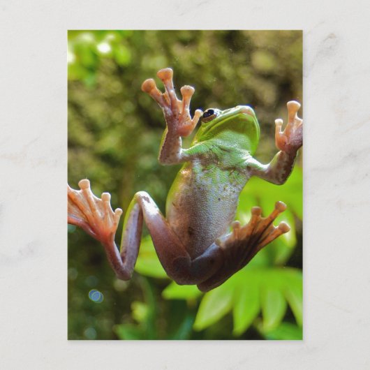 Carte Postale Grenouille sur verre (Devant)