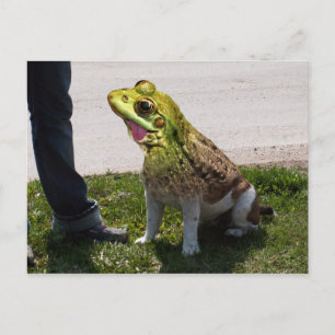 Carte Postale Grenouille taureau