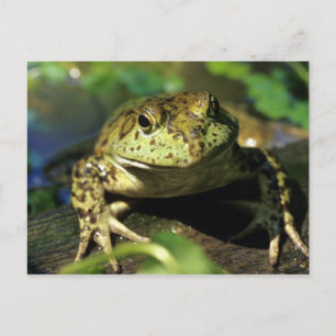 Carte Postale Grenouille taureau.