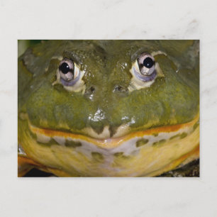 Carte Postale Grenouille taureau fouisseuse africaine, Pyxicepha