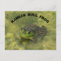 carte postale grenouille taureau Kansas gros plan