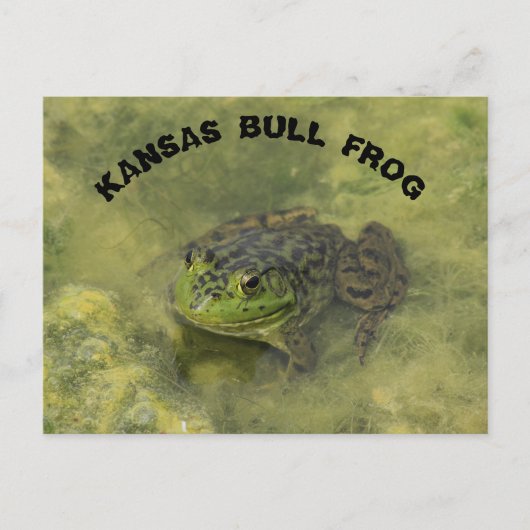 carte postale grenouille taureau Kansas gros plan (Devant)