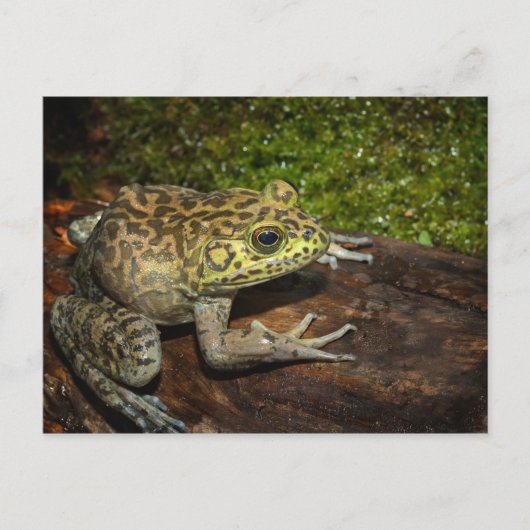 Carte Postale Grenouille taureau, Rana catesbeiana (Devant)