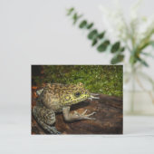 Carte Postale Grenouille taureau, Rana catesbeiana (Debout devant)