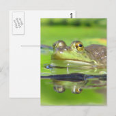 Carte postale Grenouille verte (Devant / Derrière)