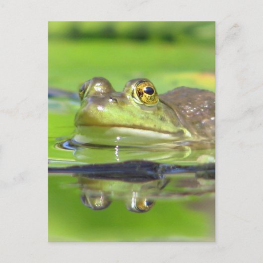 Carte postale Grenouille verte (Devant)