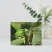Carte postale Grenouille verte (Debout devant)