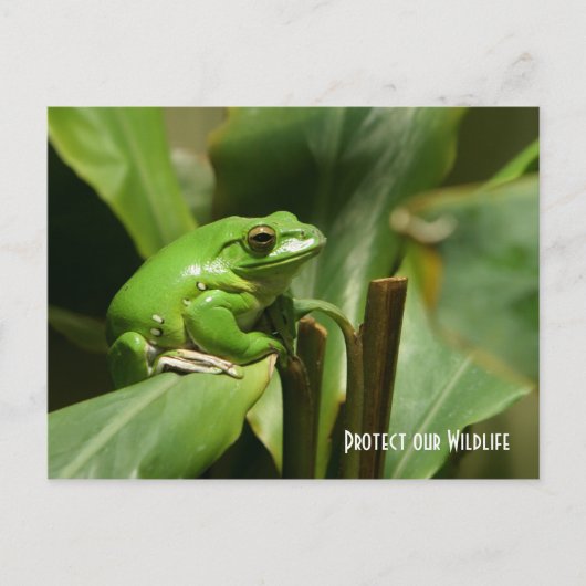 Carte postale Grenouille verte (Devant)