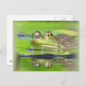 Carte postale Grenouille verte (Devant / Derrière)