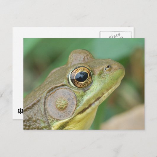 Carte postale Grenouille verte. (Devant / Derrière)