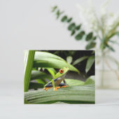 Carte Postale Grenouille verte (Debout devant)