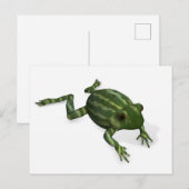 Carte Postale Grenouille verte (Devant / Derrière)