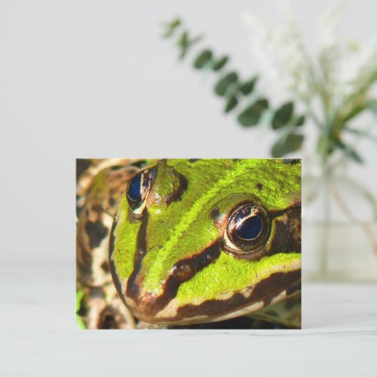 Carte Postale Grenouille verte (Debout devant)