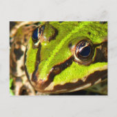 Carte Postale Grenouille verte (Devant)