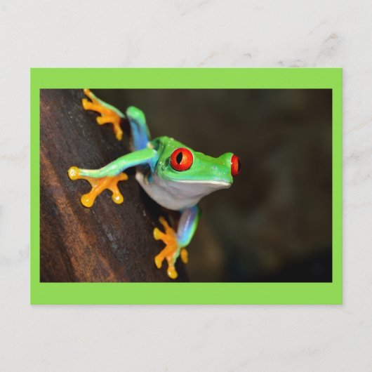 Carte Postale Grenouille verte (Devant)