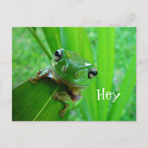 Carte Postale Grenouille verte australienne, grenouille blanche