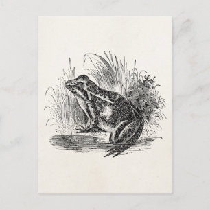 Carte Postale Grenouille vintage - Grenouilles de reptiles Modèl