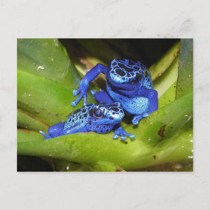 Carte Postale Grenouilles Bleues À Poison Dans La Feuille 1