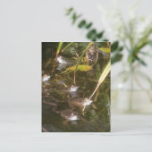Carte Postale Grenouilles, grenouilles et autres grenouilles (Debout devant)