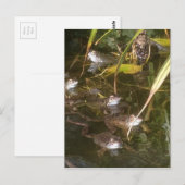 Carte Postale Grenouilles, grenouilles et autres grenouilles (Devant / Derrière)