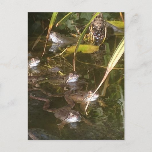 Carte Postale Grenouilles, grenouilles et autres grenouilles (Devant)
