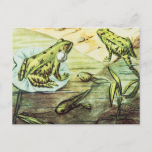 Carte Postale Grenouilles vertes, illustration animale