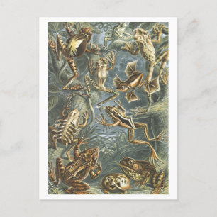 Carte Postale Grenouilles vintages illustrant le livre