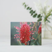 Carte Postale Grevillea (Debout devant)