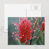 Carte Postale Grevillea (Devant / Derrière)