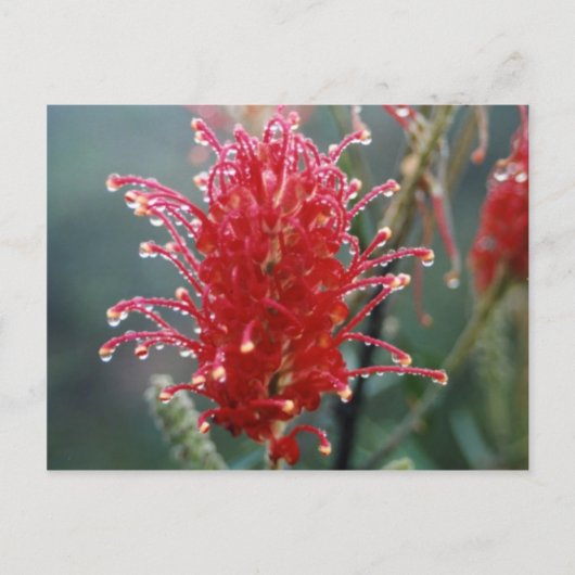 Carte Postale Grevillea (Devant)