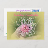 Carte Postale Grevillia Pink (Devant / Derrière)