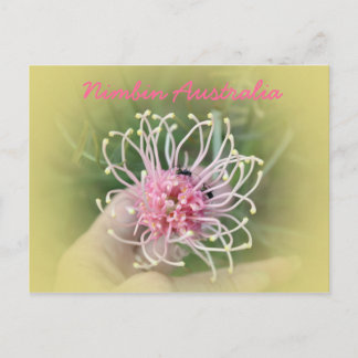 Carte Postale Grevillia Pink