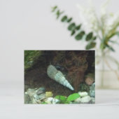 Carte postale Grey and White Snail (Debout devant)
