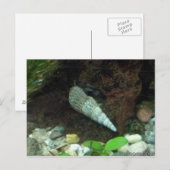 Carte postale Grey and White Snail (Devant / Derrière)