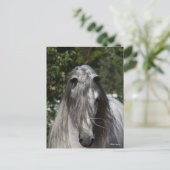 Carte Postale Grey Andalucian Stallion Headshot Long Mane (Debout devant)
